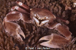 The Porcelain Crab derives its name from shedding a limb ... by Peet J Van Eeden 